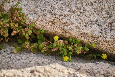 Potentilla saxosa, photographed by Shawn O'Donnell