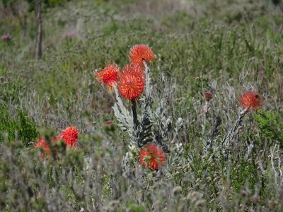 Leucospermum reflexum, photographed by Jeremy Gilmore