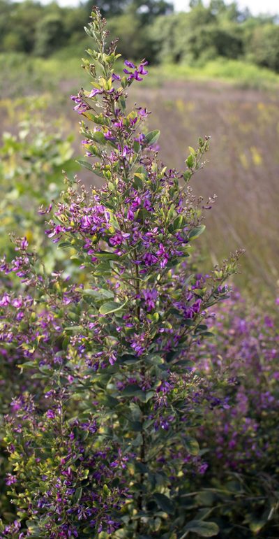 Lespedeza thunbergii, photographed by aarongunnar