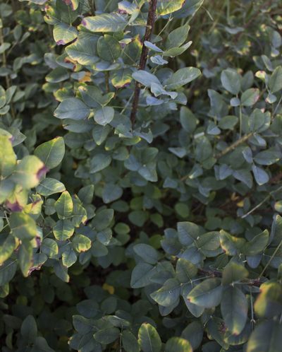 Lespedeza thunbergii, photographed by aarongunnar