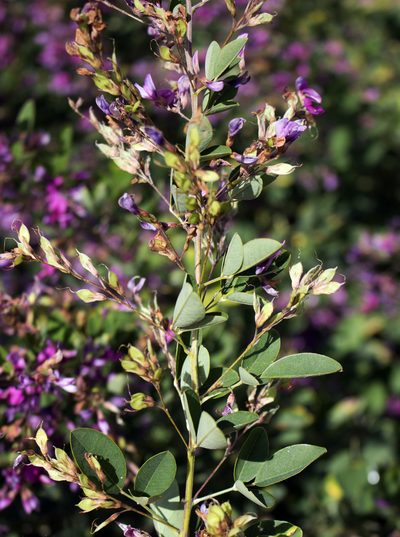 Lespedeza thunbergii, photographed by aarongunnar