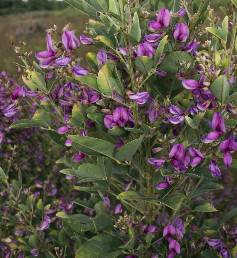 Lespedeza thunbergii, photographed by aarongunnar