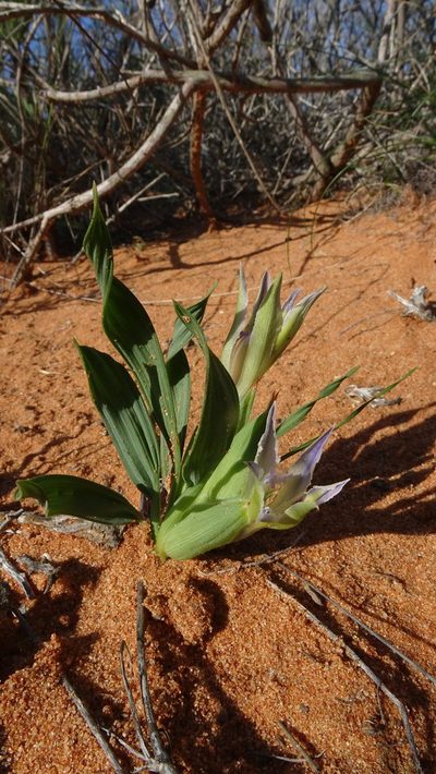 Babiana virescens, photographed by Paul Emms