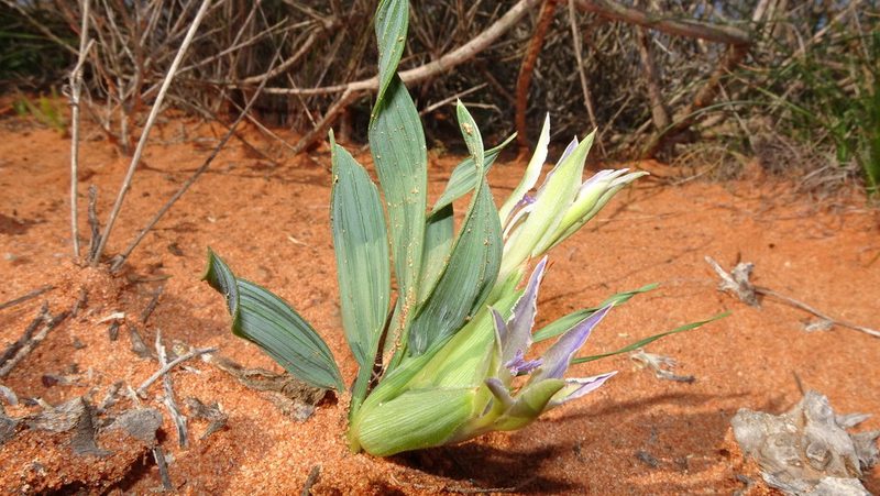 Babiana virescens, photographed by Paul Emms
