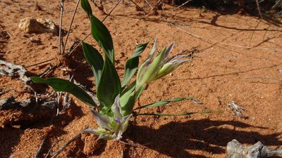 Babiana virescens, photographed by Paul Emms