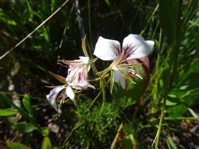 Pelargonium myrrhifolium, photographed by Paul Hoekman