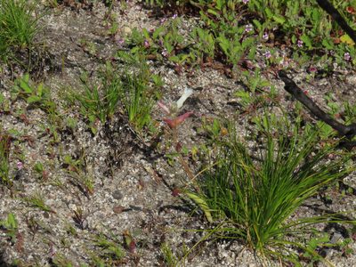 Lachenalia orchioides, photographed by Jeremy Gilmore