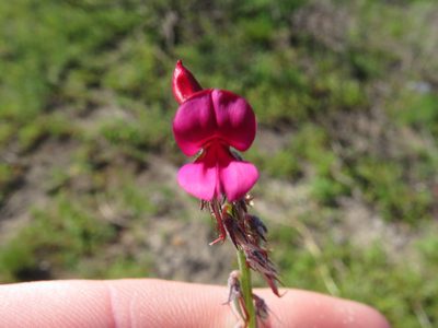 Indigofera incana, photographed by Jeremy Gilmore