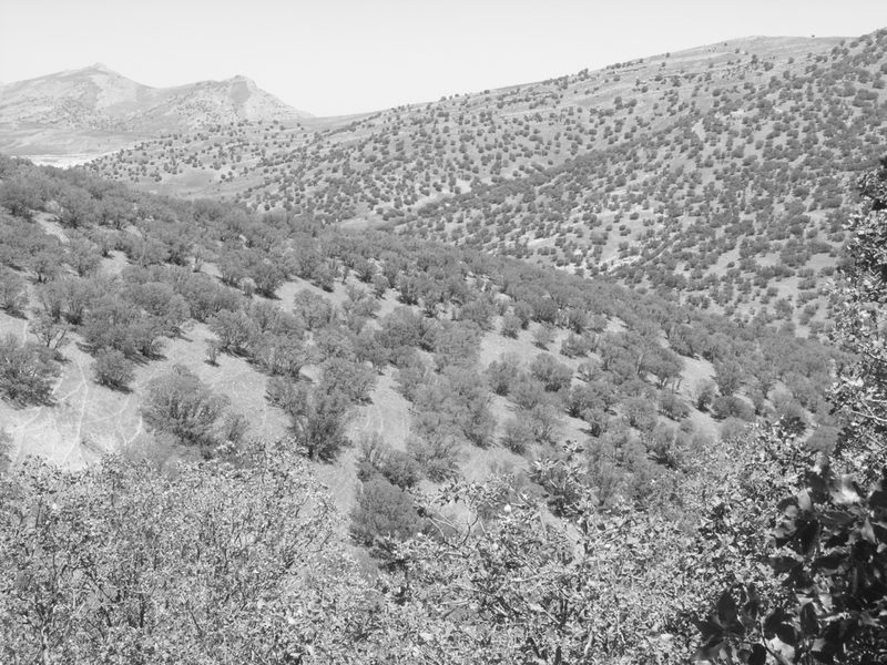 Quercus brantii, photographed by Oleg Kosterin