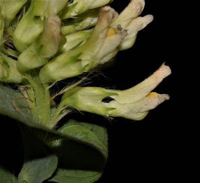 Aspalathus complicata, photographed by Brian du Preez