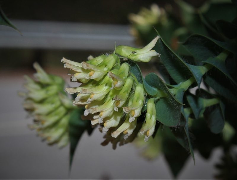 Aspalathus complicata, photographed by Brian du Preez