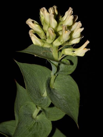 Aspalathus complicata, photographed by Brian du Preez