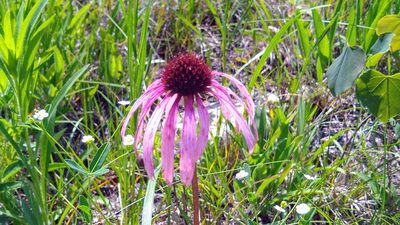 Echinacea simulata, photographed by john_hall