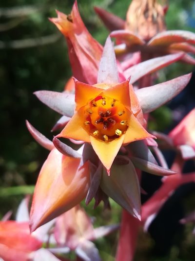 Echeveria subrigida, photographed by Erick Vélez Sánchez