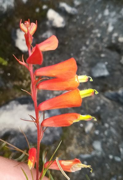 Castilleja tenuifolia, photographed by Erick Vélez Sánchez