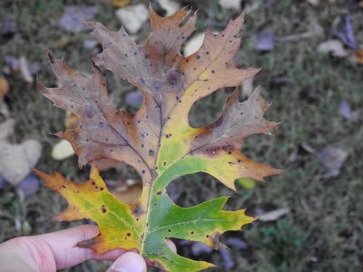 Quercus shumardii, photographed by Yann Kemper