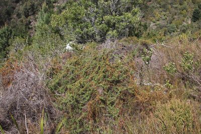 Cliffortia tridentata, photographed by Tony Rebelo