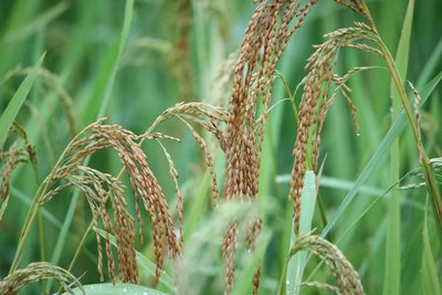 Oryza sativa, photographed by Aitor