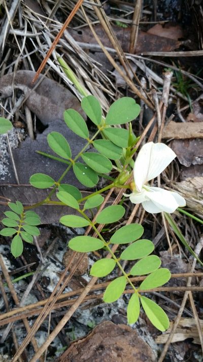Tephrosia rugelii, photographed by Jay Horn