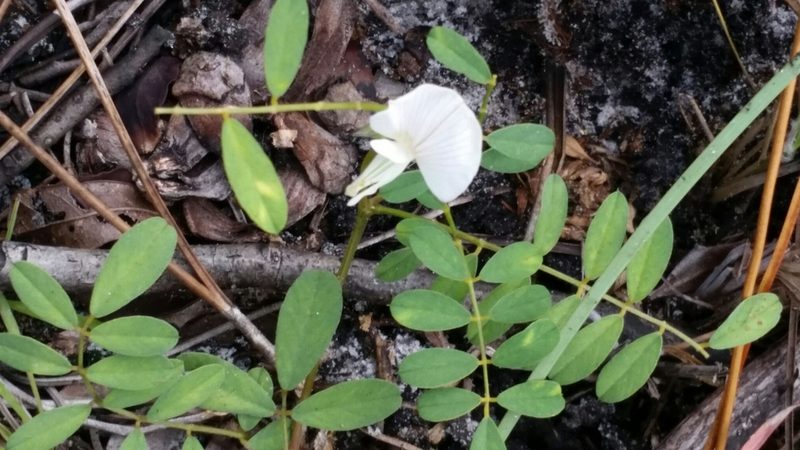 Tephrosia rugelii, photographed by Jay Horn