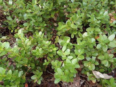 Gaylussacia brachycera, photographed by Evan M. Raskin