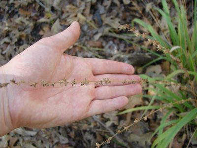 Chasmanthium laxum, photographed by Haley Daniels