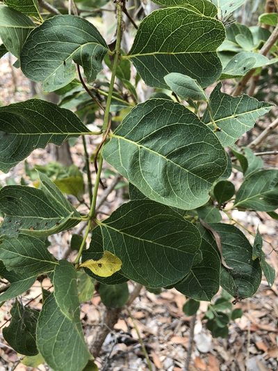 Coelospermum reticulatum, photographed by elawrey
