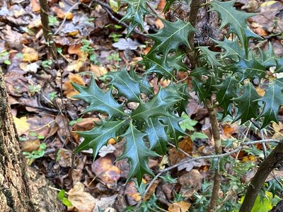 Osmanthus heterophyllus, photographed by Judy Gallagher