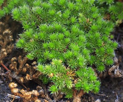 Selaginella hansenii, photographed by Megan Ralph