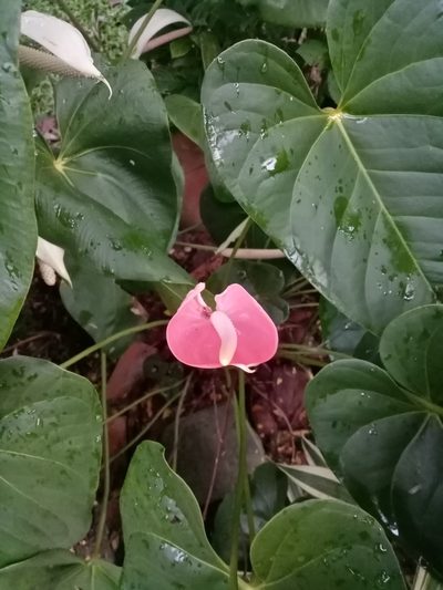 Anthurium andraeanum, photographed by Mateo Puerta