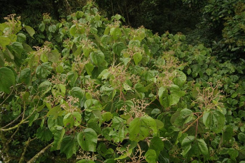 Heliocarpus appendiculatus, photographed by Eric Knight