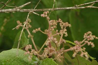 Heliocarpus appendiculatus, photographed by Eric Knight