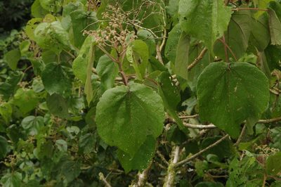 Heliocarpus appendiculatus, photographed by Eric Knight