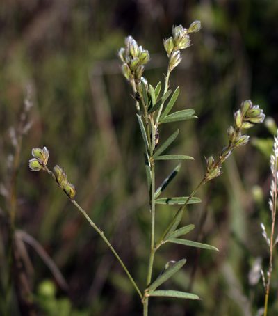 Lespedeza leptostachya, photographed by aarongunnar