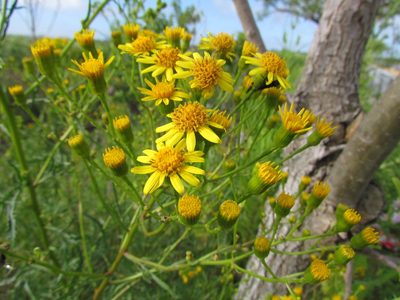 Senecio brasiliensis, photographed by Matias Cabezas
