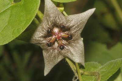 Dictyanthus yucatanensis, photographed by Juan Cruzado Cortés