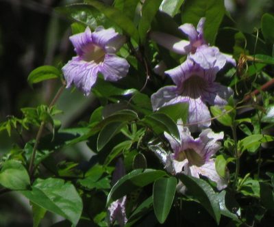 Bignonia callistegioides, photographed by Matias Cabezas
