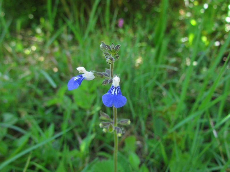 Salvia procurrens, photographed by Matias Cabezas