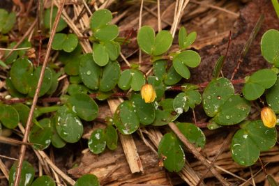 Chamaecrista rotundifolia, photographed by Nash Turley