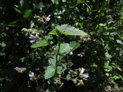 Monteiroa glomerata, photographed by Matias Cabezas