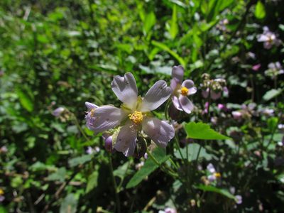 Monteiroa glomerata, photographed by Matias Cabezas
