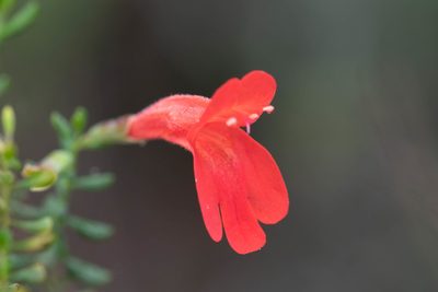 Clinopodium coccineum, photographed by Nash Turley