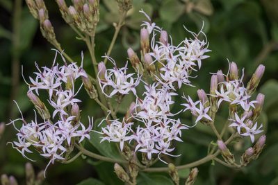 Garberia heterophylla, photographed by Nash Turley