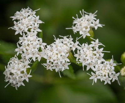 Ageratina jucunda, photographed by Nash Turley