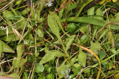 Lagenophora barkeri, photographed by Pieter Pelser