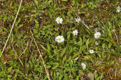 Lagenophora barkeri, photographed by Pieter Pelser