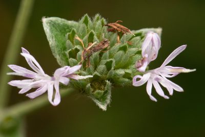 Elephantopus elatus, photographed by Nash Turley