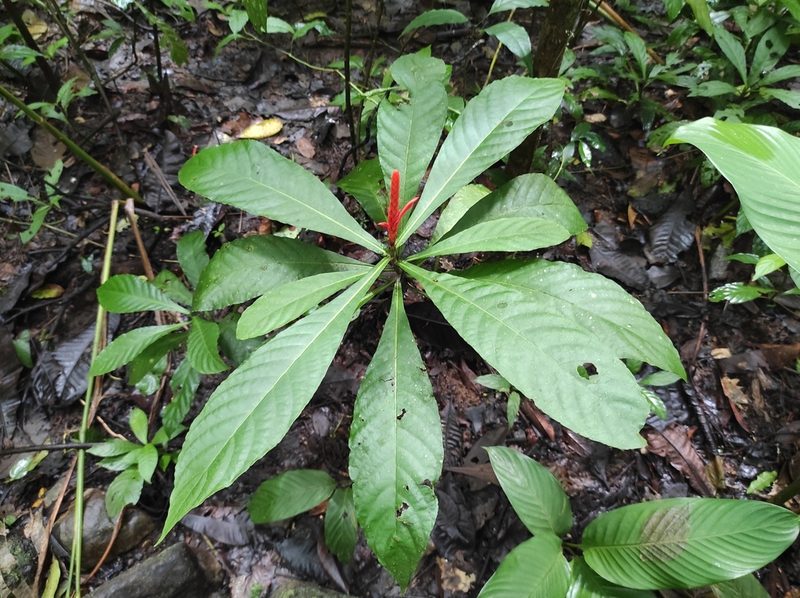 Aphelandra lingua-bovis, photographed by Hersson Ramírez