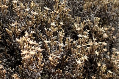 Helichrysum parvifolium, photographed by Duncan Cunningham