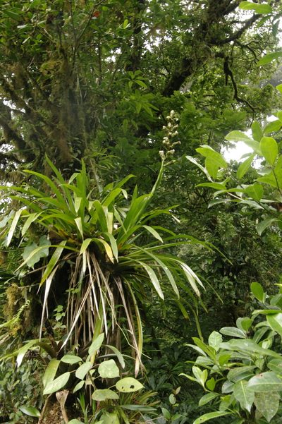 Guzmania polycephala, photographed by Eric Knight